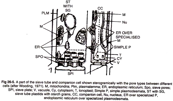 Part of the SIeve Tube and Companion Cell