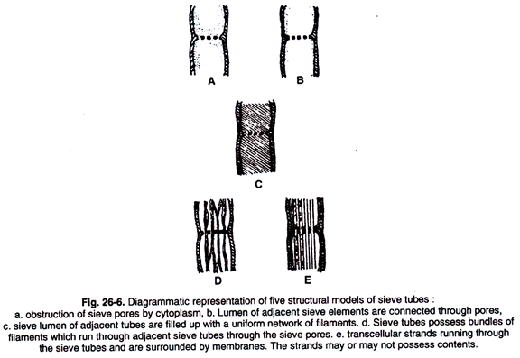 Five Structural Models of Sieve Tubes