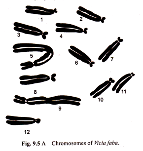 Chromosomes of Vicia Faba