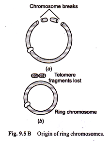 Origin of Ring Chromosomes