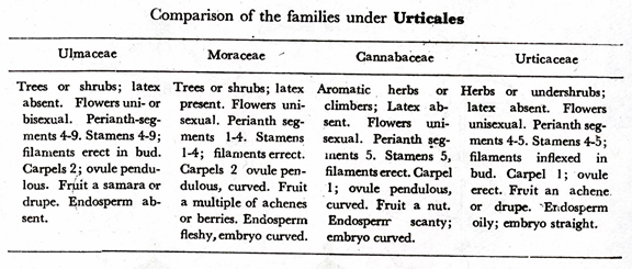 Comparison of the Families under Urticales