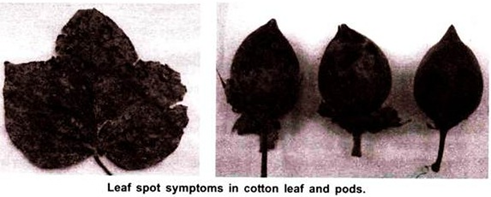 Leaf Spot Symptoms in Cotton Leaf and Pods