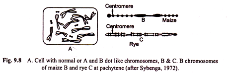 Cell with Normal or A and B dot Like Chromosomes and Chromosomes of Maize B and rye C