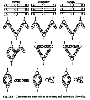 Chromosome Association in Primary and Secondary Trisomics