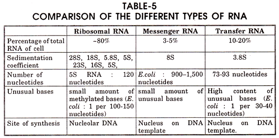 Types of RNA