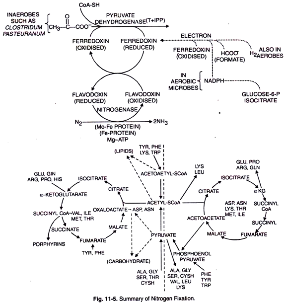 Summary of Nitrogen Fixation