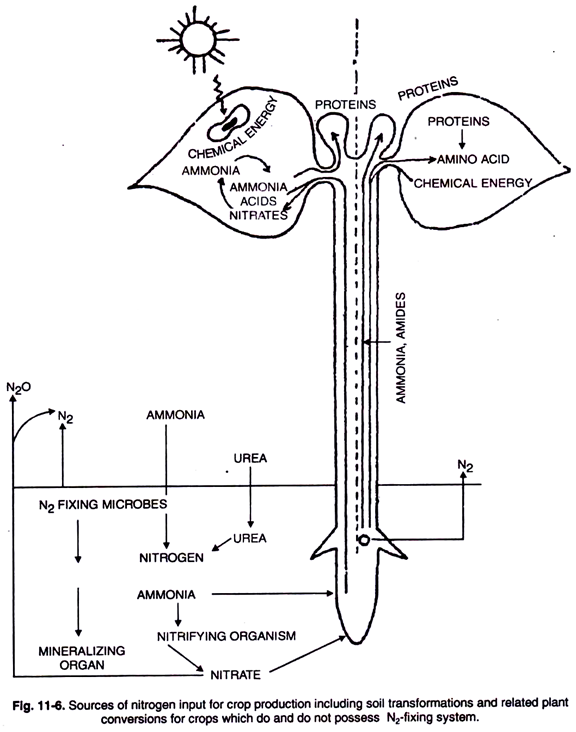 Sources of Nitrogen Input