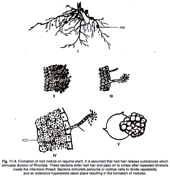 Formation of Root Nodule on Legume Plant