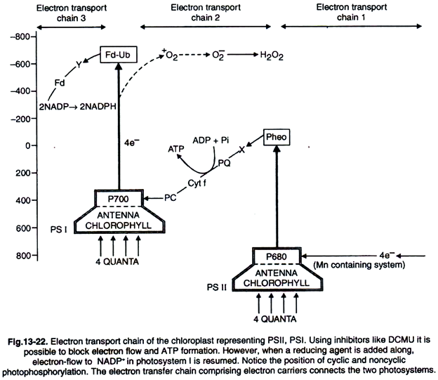 Electron Transport Chain