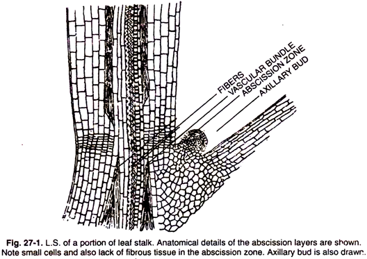 L.S portion of leaf stalk