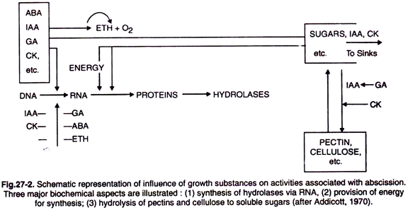 Schematic representation of influence of growth substances on activities associated with abscission