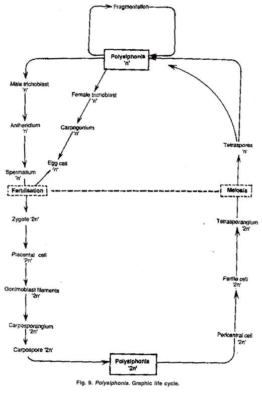 Four Major Classes of Treatment for Genetic Diseases