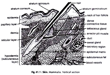 Skin, Mammalia, Vertical Section