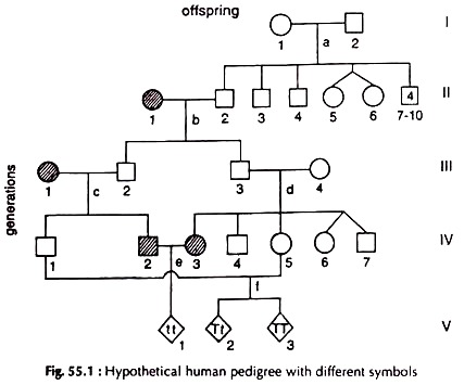 Hypothetical Human Pedigree with Different Symbois