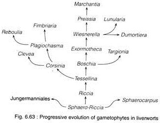 Progressive Evolution of Gametophyte in Liverworts