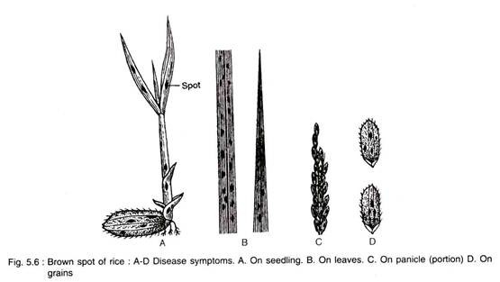 Brown Spot of Rice