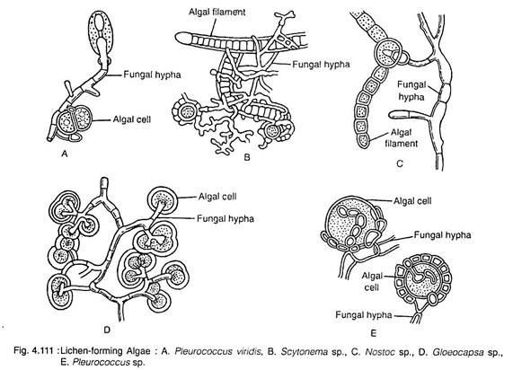 Lichen-Forming Algae