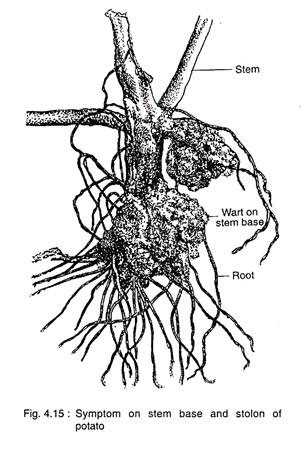 Symptom on Stem Base and Stolon of Potato