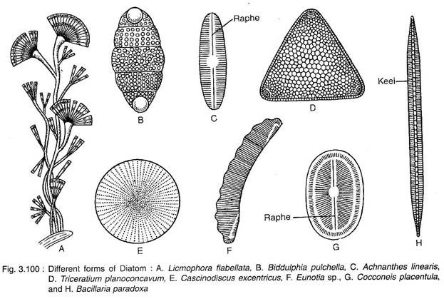 Different Forms of Diatom