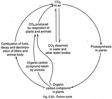 Carbon Cycle