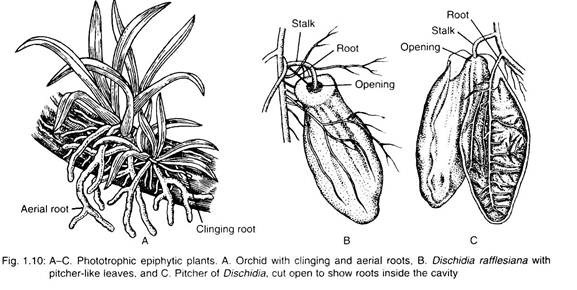 Phototrophic Epiphytic Plants