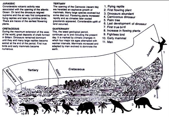 Record of Angiosperms on Earth