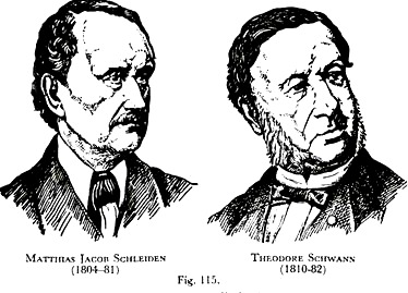 Matthias Jacob Schileiden and Theodore Schwann