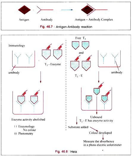 Antigen-Antibody Reaction and Heia