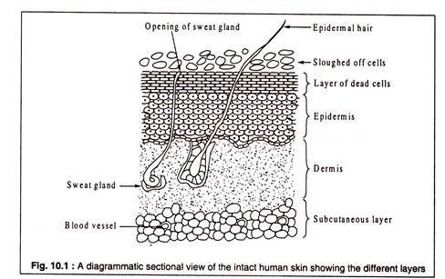 Intact Human Skin