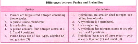 Purine and Pyrimidine