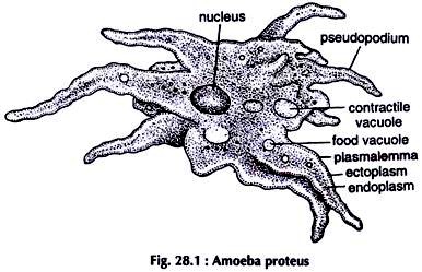 Amoeba Proteus