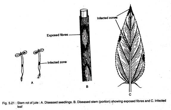 Stem Rot of Jute