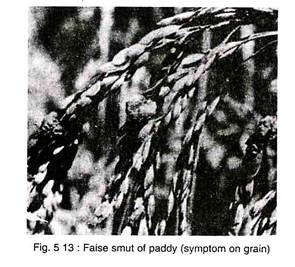 False Smut of Paddy (Symptoms on Grain)