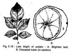 Late Blight Disease of Potato