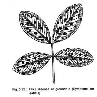 Tikka Disease of Groundnut (Symptoms on Leaflets)