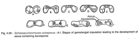 Schizosaccharomyces octosporus