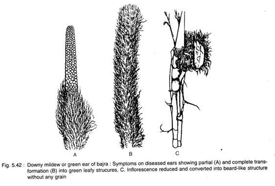 Downy Mildew of Green Ear of Bajra