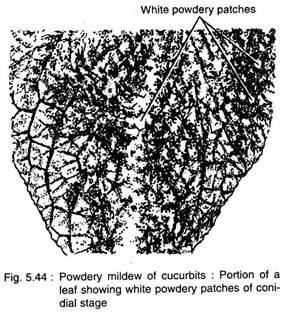 Powdery Mildew of Cucurbits: Portion of a Leaf Showing Powdery Patches of Conidia Stage