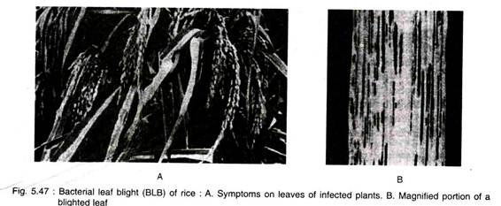 Bacterial Leaf Blight (BLB) of Rice