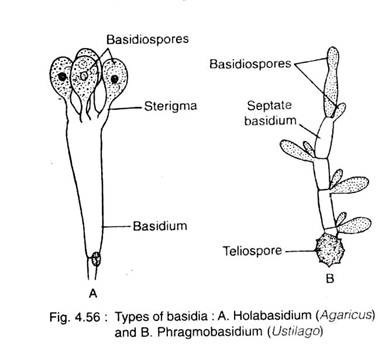 Types of basidia