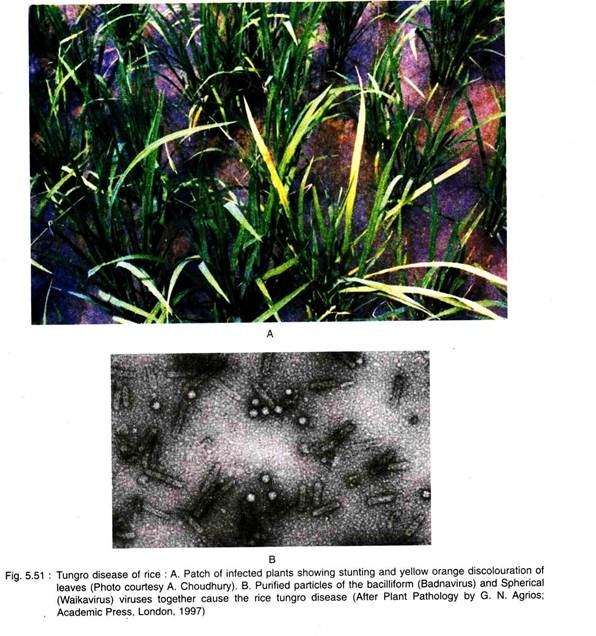 Tungro Disease of Rice