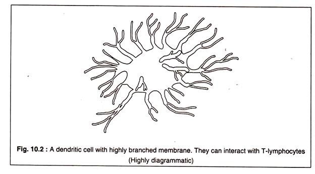 Dendritic Cell with Highly Branched Membrance