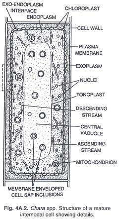 Replication Fork