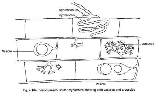 Vesicular-Arbuscular Mycorrhiza