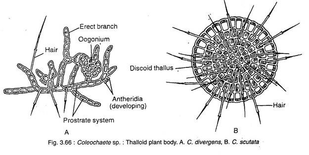 Thalloid Plant Body