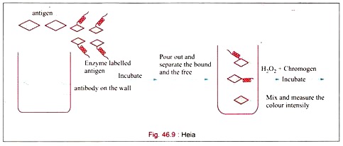 Heia