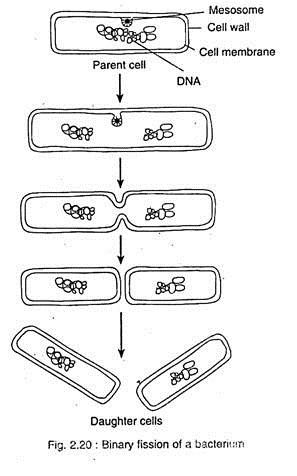 Binary Fission of a Bactrium