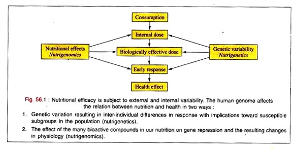 Nutritional Efficacy