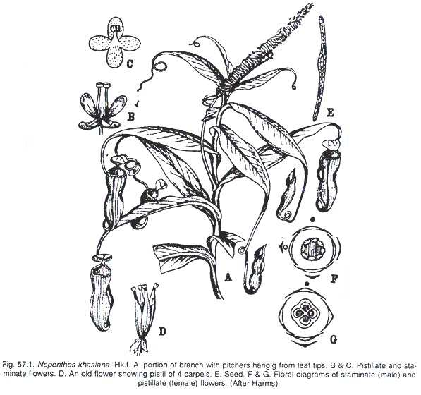 Nepenthes Khasiana