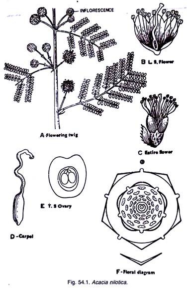 Acacia Nitotica